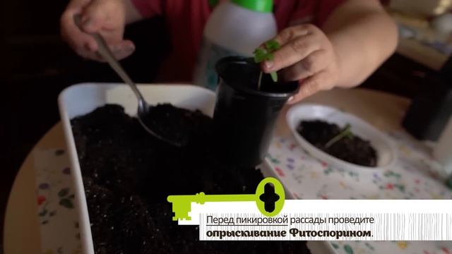 ЭТО ЛУЧШИЙ ПОМОЩНИК ДЛЯ РАСТЕНИЙ. Правила использования Фитоспорина смотреть онлайн
