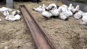 СУПЕР КОРМ ДЛЯ МУСКУСНЫХ УТОК. УТЯТА РАСТУТ КАК НА ДРОЖЖАХ.! РЕЦЕПТ КОРМЛЕНИЯ УТЯТ БЕЗ КОМБИКОРМА.