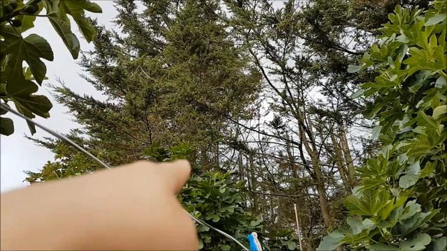 FIG TREE Growth & Height.. Organic & Moroccan смотреть онлайн