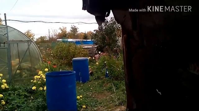 Корова загуляла, не нормальная охота//снято для фермер.ру смотреть онлайн