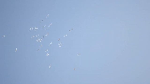 ГОН ПЕРМСКИХ ВЫСОКОЛЁТНЫХ ГОЛУБЕЙ. ВЕСНА 2019. смотреть онлайн