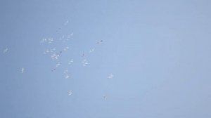 ГОН ПЕРМСКИХ ВЫСОКОЛЁТНЫХ ГОЛУБЕЙ. ВЕСНА 2019.