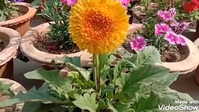 Beautiful Gerbera flowers ❤ video number 278😊 смотреть онлайн