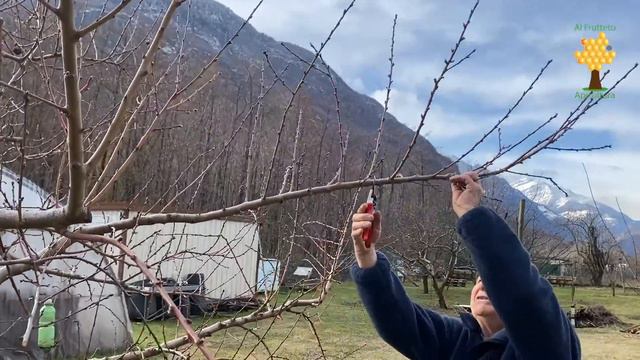 Il Pesco смотреть онлайн