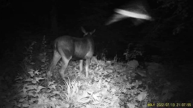 Что случилось с маленьким лосенком? Шок!!! ? смотреть онлайн