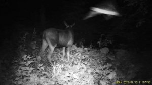 Что случилось с маленьким лосенком? Шок!!! ?