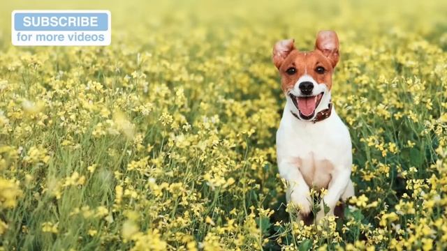 2 HOURS. Music for grooming, washing your dog. Keep Calm and Carry on! ? #GROOM01 смотреть онлайн
