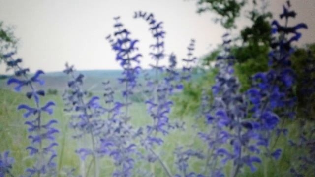 Шалфей луговой: полезные свойства и противопоказания,рецепты