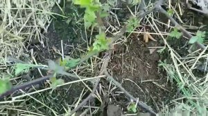 ЕЖЕВИКА./Уход весной, подвязка/