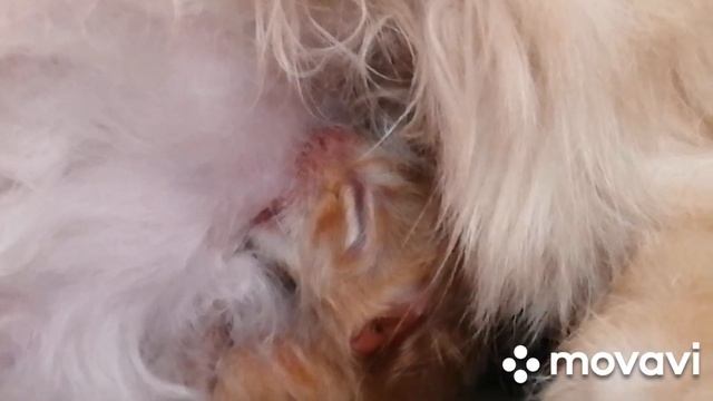 Кошка кормит первый раз новорождённого котенка.. смотреть онлайн