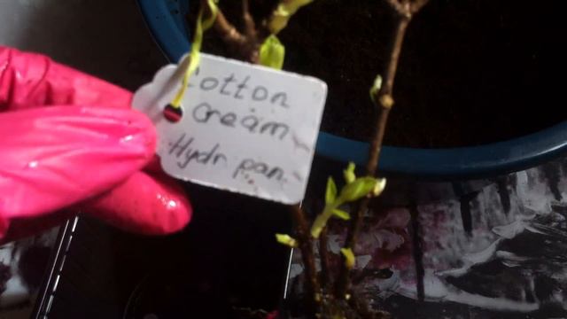 Обзор саженцев. Гортензия метельчатая. Посадка смотреть онлайн