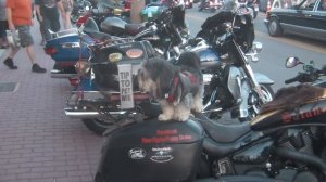 Юбилейное 25-ое Байк Шоу в Дайтона Бич (США, Флорида). 2017 Biketoberfest Daytona Beach