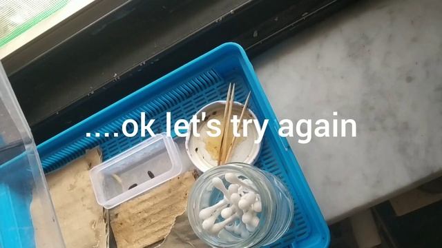 Raising Polistes wasps: double update on colony progress смотреть онлайн