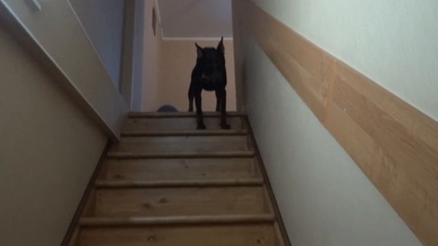Доберман Дейк и лестница  Преодоление страха. / Doberman And Stairs. Overcoming Fear.