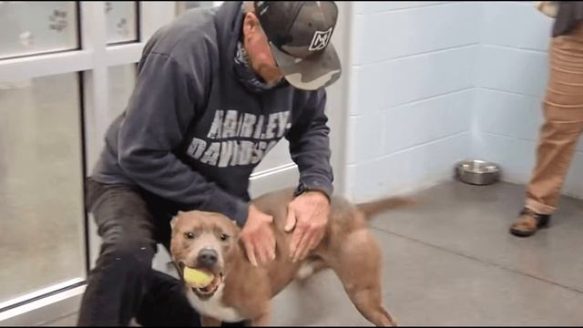 Мужчина встретил собаку и тут же заплакал — люди были поражены, узнав причину его слез... смотреть онлайн