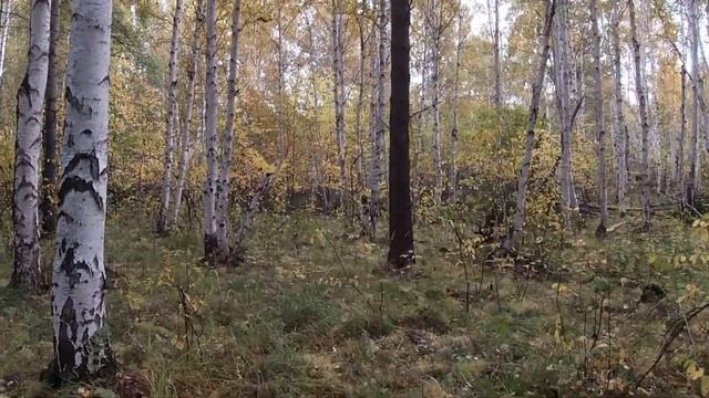 СОБАКА ПОЙМАЛА ЖИВОГО ЕНОТА. ОХОТА С РУССКИМ СПАНИЕЛЕМ. смотреть онлайн