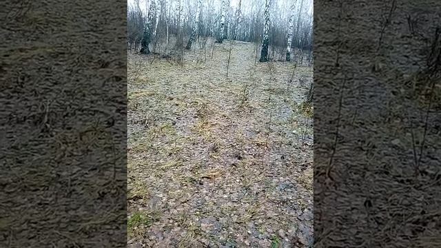 грибы в ноябре смотреть онлайн