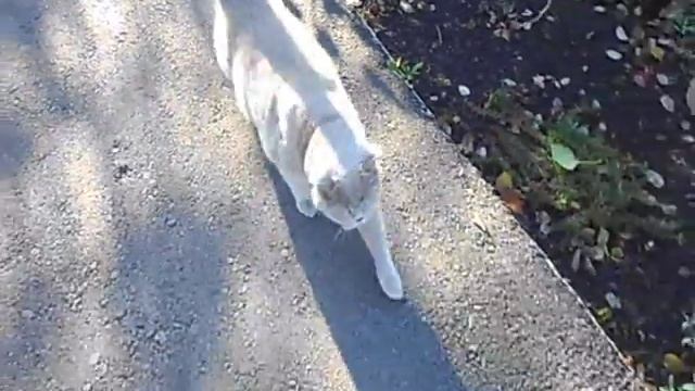 БРИТАНСКИЙ КОРОТКОШЕРСТНЫЙ КОТ ФЕЛИКС ВЫПУСК № 16 смотреть онлайн