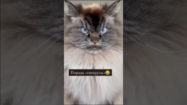 #meme #memes смотреть онлайн