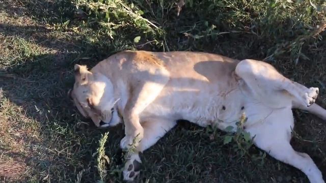 Друзья, поздравляю всех с Днём ЛЮБВИ!!! смотреть онлайн
