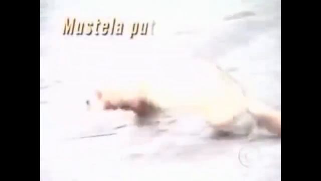 7 LANCES COM OFERECIMENTO DE MUSTELA PUTORIUS FURO, O FURÃO смотреть онлайн