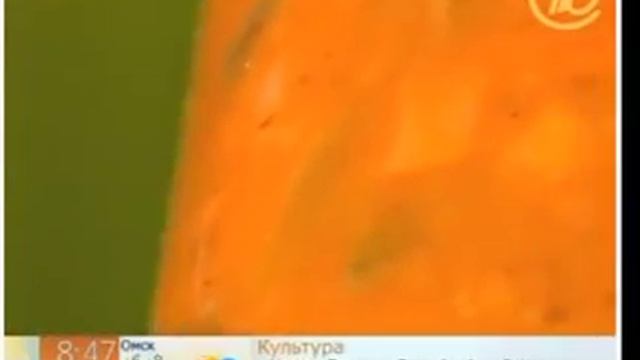 Как выбирать икру из баклажанов смотреть онлайн