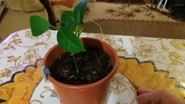 Черенкование лимона мейера.