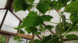 Мой любимый огурец ' Вятич"