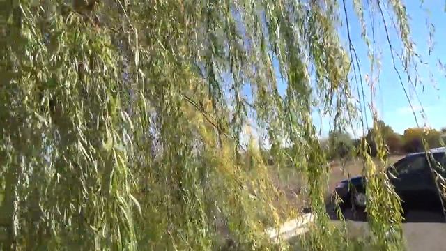 Weeping Willow in fall color - Salix babylonica смотреть онлайн