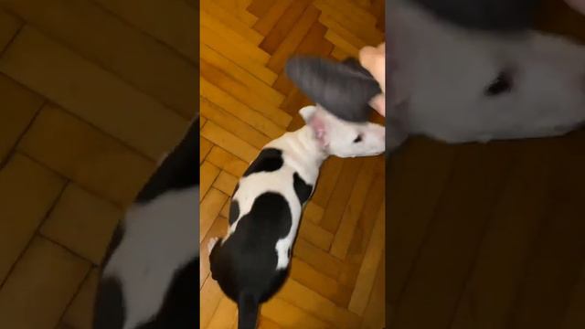 Питбуль пытается отобрать тапок 2 месяца🐾🐾🐾 смотреть онлайн