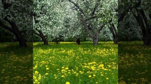 Антонио Вивальди весна май(времена года