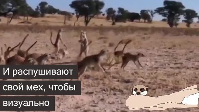 Зачем сурикатам «боевой танец»? смотреть онлайн