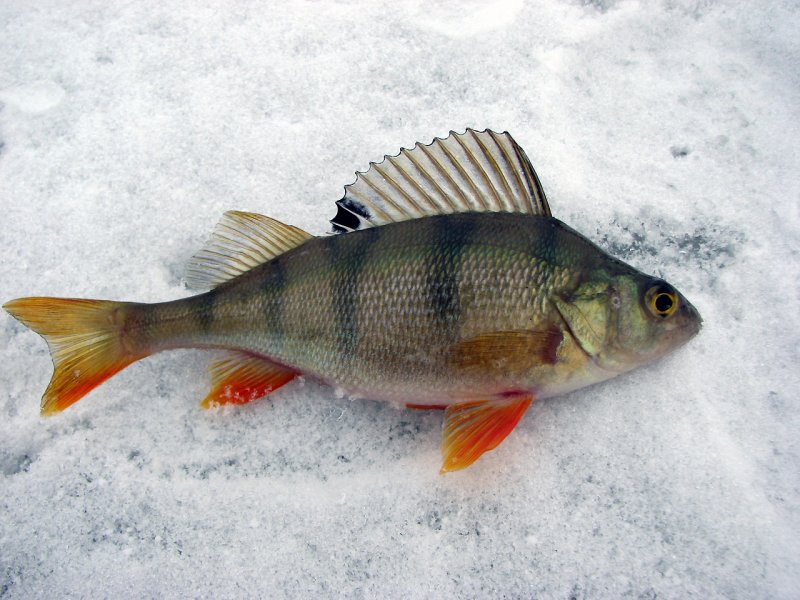 За полосатым охотником!
For The Striped Hunter!