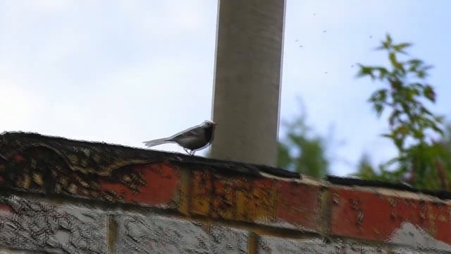 Шустрая трясогузка смотреть онлайн