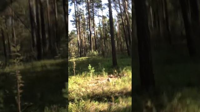 Асмр в лесу. Разговор про лисичку. Грибы смотреть онлайн