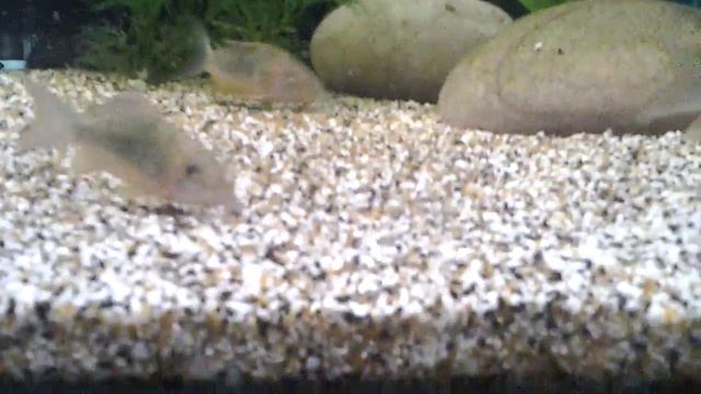 Brochis смотреть онлайн
