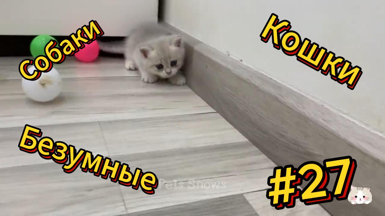 ДО СЛЁЗ ? подборка безумных кошек и собак | Смешные видео - Лучшие ПРИКОЛЫ 27 смотреть онлайн