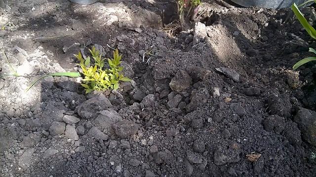 Срочная пересадка гортензий на новое место. Urgent hydrangea transplant to a new place. смотреть онлайн