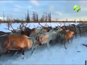 Полярные истории: "Хозяева Сынской земли"