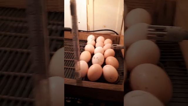 Самый простой инкубатор из холодильника смотреть онлайн
