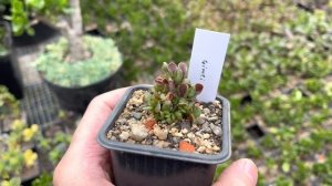 Отличительные признаки Crassula Gollum, Hobbit, Coral, Legolas, Gimli и Red Horn друг от друга