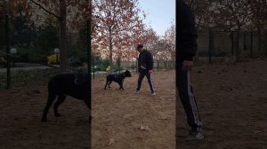 Защита хозяина. Дрессировка Кане корсо. СТРАЖ. Одесса. Украина.