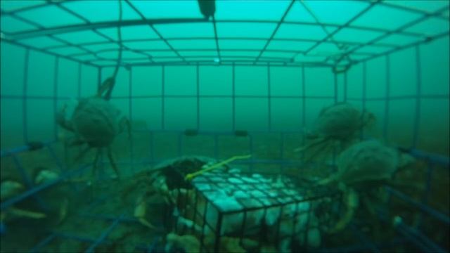 Crabbing in Victoria, BC, Canada смотреть онлайн