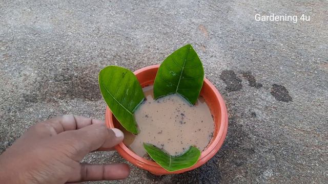 Easy Way To Grow Gardenia From Gardenia Leaves Immediately Roots 100% Successful New Idea смотреть онлайн