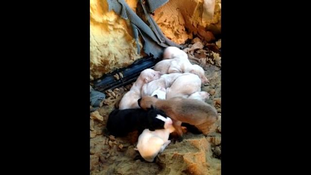 Собака со сломанной лапой куда то вела девушку. Пройдя 3 километра, девушка не поверила своим глаза смотреть онлайн