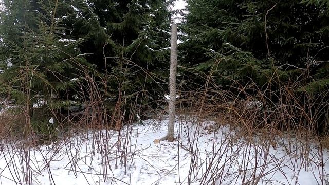 Солонец для диких обитателей Леса. Косуля, Олень, Лось, Заяц, Кобан, и Все прочие зверьки. смотреть онлайн