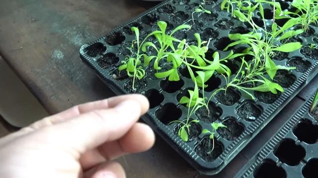DO THIS to your PLANTS and thank me later ! 4 BRUTALLY EFFICIENT tips смотреть онлайн
