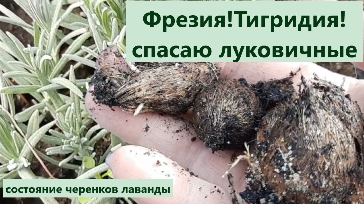 Просто за них забыла. Теперь спасаю луковичные. Как развиваются черенки лаванды. смотреть онлайн