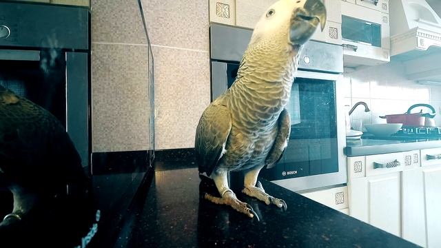 РЕАЛИТИ ШОУ?Один день из жизни попугая жако ? A day in the life of the parrot Jaco смотреть онлайн