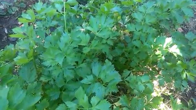 Мини - сказочка .Мышь полевая .Жила - была полевая мышь, маленькая , юркая ,всё знала , везде ... смотреть онлайн